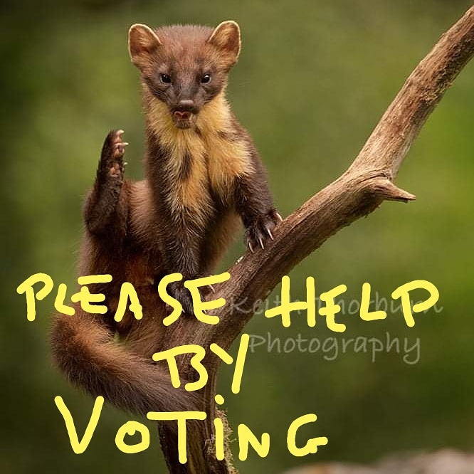 KwtImages's tweet image. Please help me by voting for my Image.
britishphotographyawards.org/2021-shortlist…