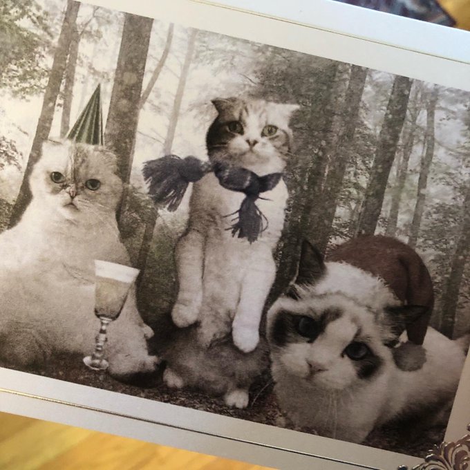 Taylor Swift’s Cat Christmas Card