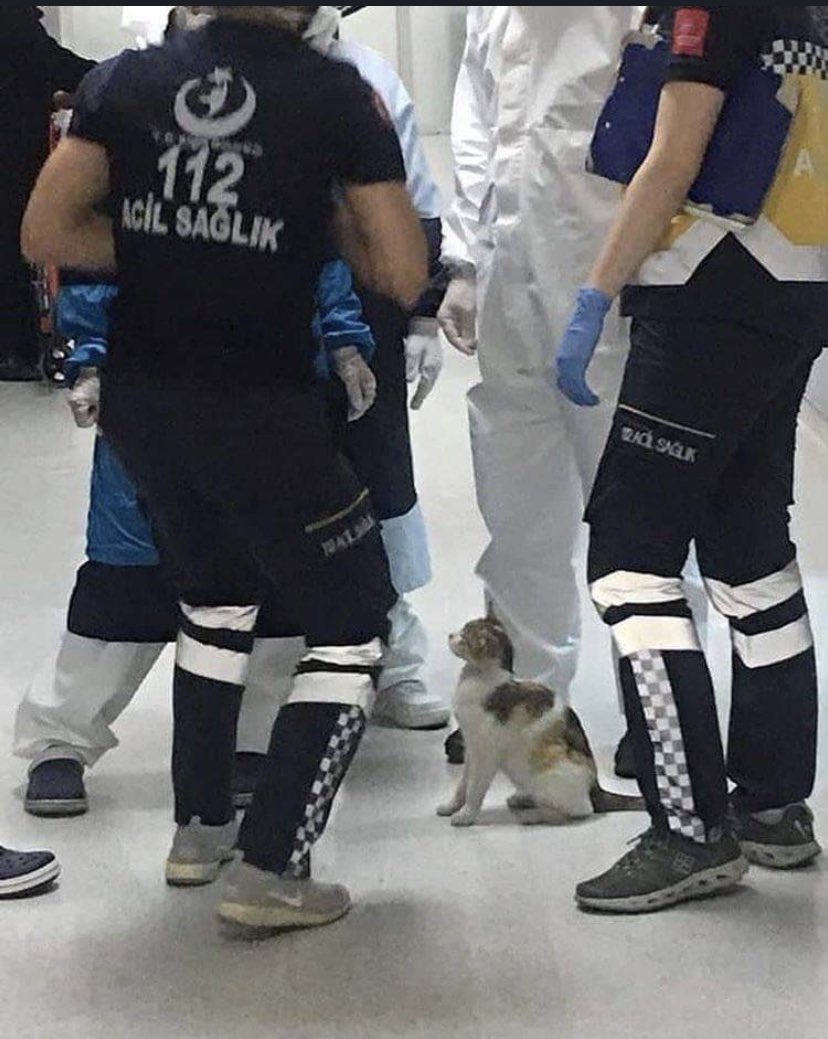 reis25__'s tweet image. En Turquie, la mère a amené son chaton à l'hôpital pour obtenir de l'aide