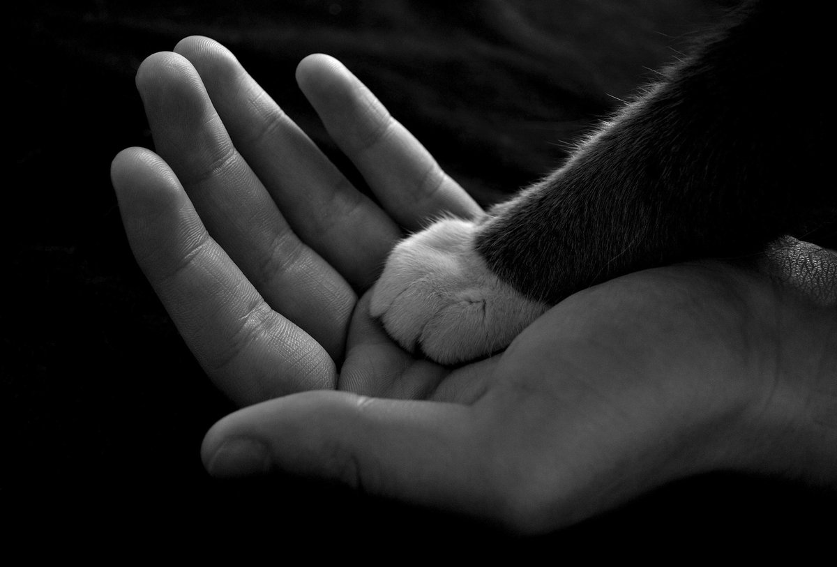 ottawahumane's tweet photo. Dealing with the loss of a pet is never easy. Get the compassionate support and coping strategies you need to work through this difficult time at our virtual OHS Pet Loss Support Group. Visit https://t.co/ngtDWFO4MN to learn more. https://t.co/52HzBpMRrN