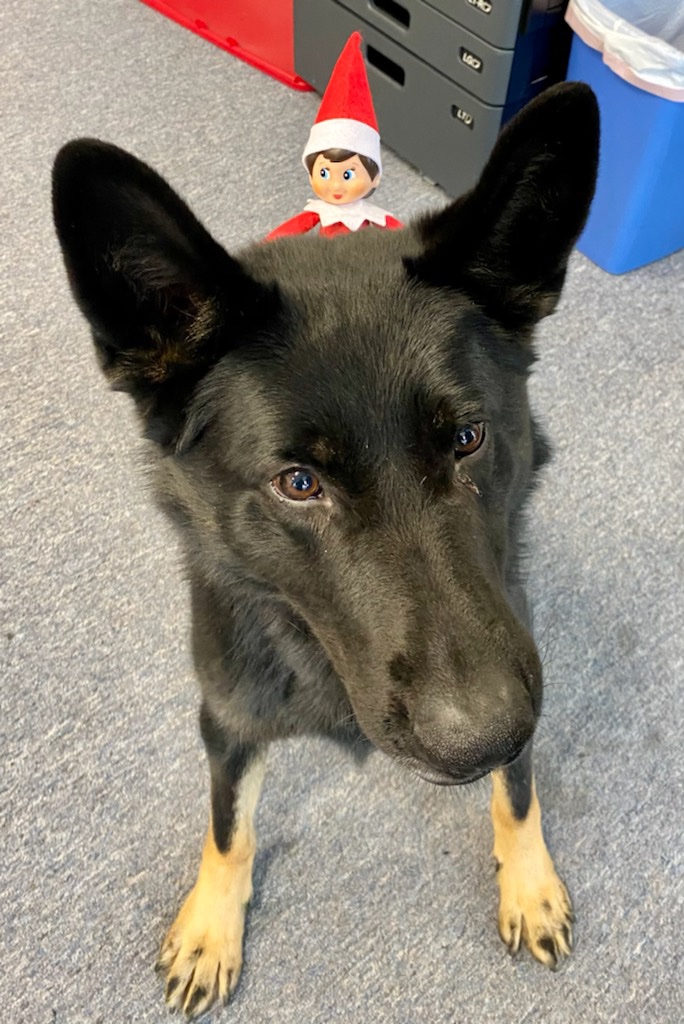 MocksvilleD's tweet photo. Holiday fun with @K9_Wrago https://t.co/8mwCb6AGf0