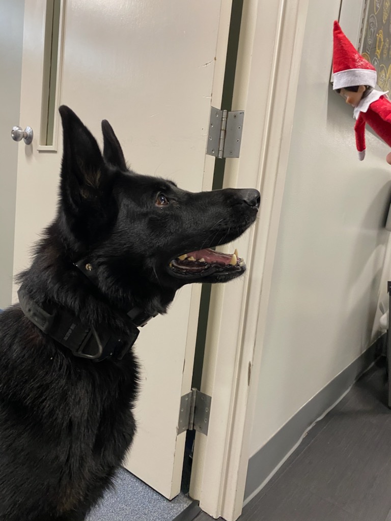 MocksvilleD's tweet photo. Holiday fun with @K9_Wrago https://t.co/8mwCb6AGf0