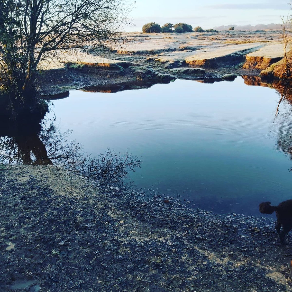 consultanthythe's tweet image. Gorgeous frosty morning #NewForest #winterwalks #gettingfit