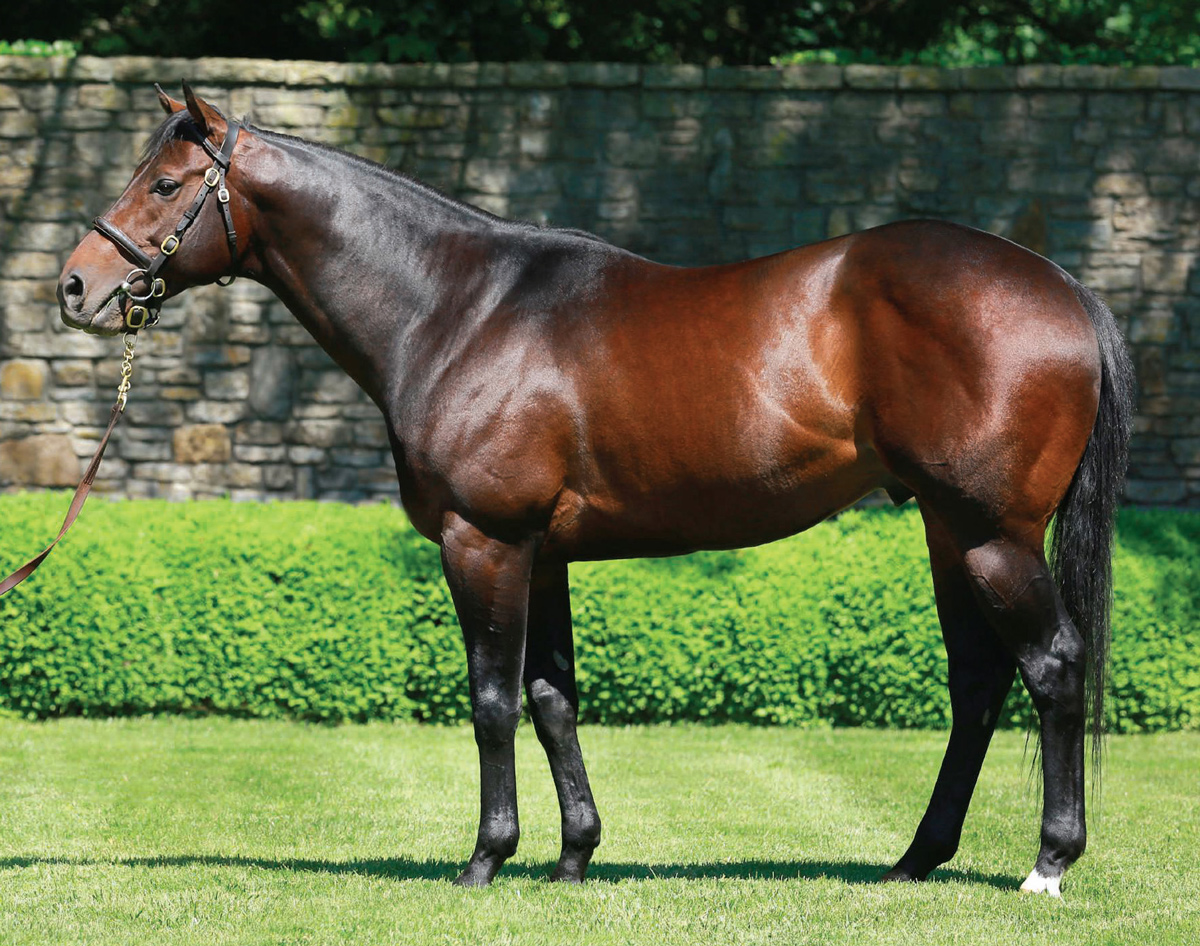 American Racehorse (@amerracehorse) on Twitter photo Grade 1 winner and leading sire Competitive Edge will stand <a href="/ValorFarm/">Valor Farm</a> in Texas. Read more here - bit.ly/37PzulO Grade 1 winner and leading sire Competitive Edge will stand <a href="/ValorFarm/">Valor Farm</a> in Texas. Read more here - bit.ly/37PzulO