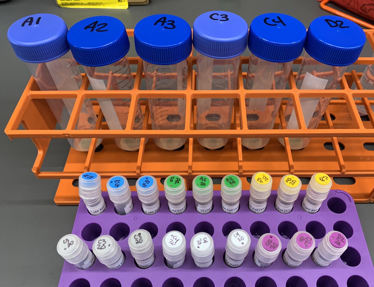 KaraSchmidlin's tweet photo. Time point 20 completed today! Sam and I can hardly believe it. Also, our cryovials FINALLY came in! We have matching color tops again! (Finding joy in the small things!) #KGSlabEvolves @SamApodaca_ @KSamerotte @ASUBiodesign https://t.co/Ec9p3SfZoT