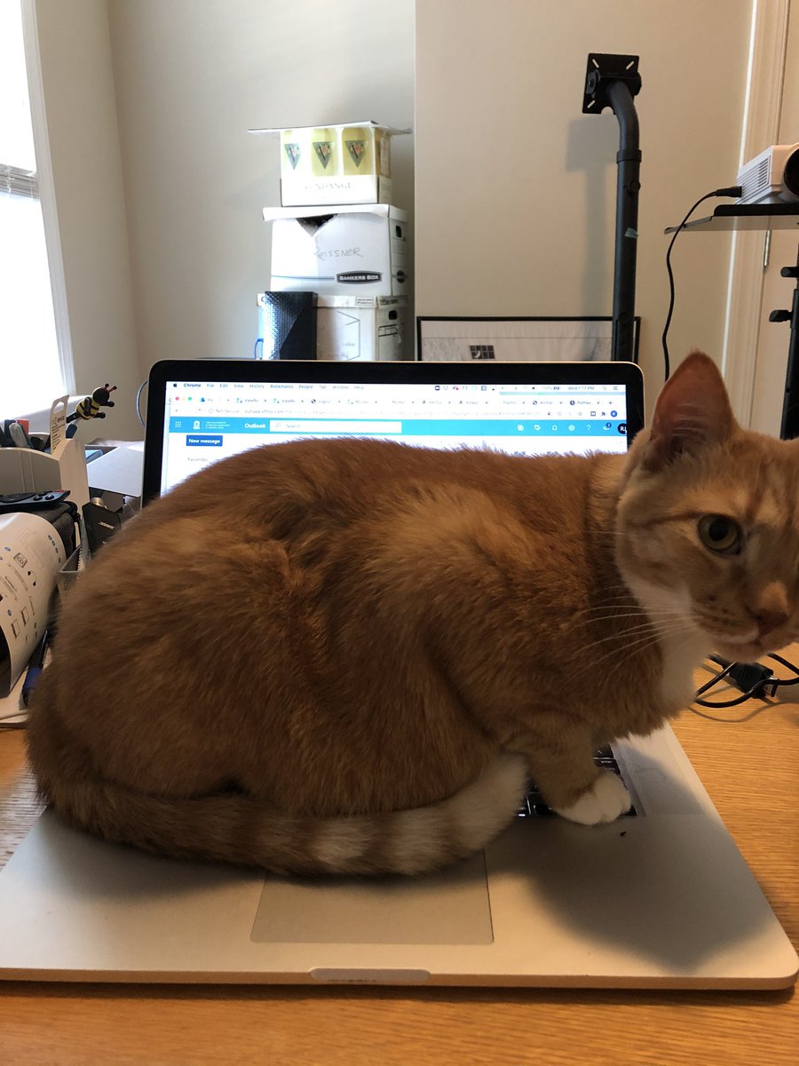 KateReissner's tweet photo. @caromenard666 @ACNPorg @PaulJK27 @Franklandlab Henry and I are looking forward to it!
#PetsofACNP https://t.co/1DxkxOIlN1