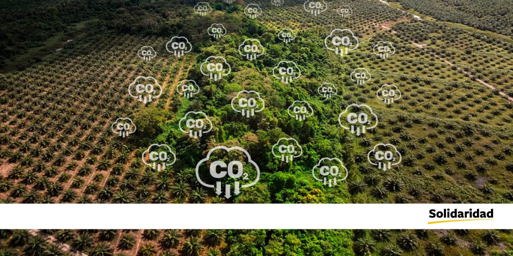 Mediante distintas prácticas agroecológicas junto a comunidades rurales, implementamos acciones que conservan los #suelos. Conoce más de ellas en donde incluimos prácticas agroforestales, programas de capacitaciones en la región y mucho más ➡️bit.ly/37PszsQ #agroforestry
