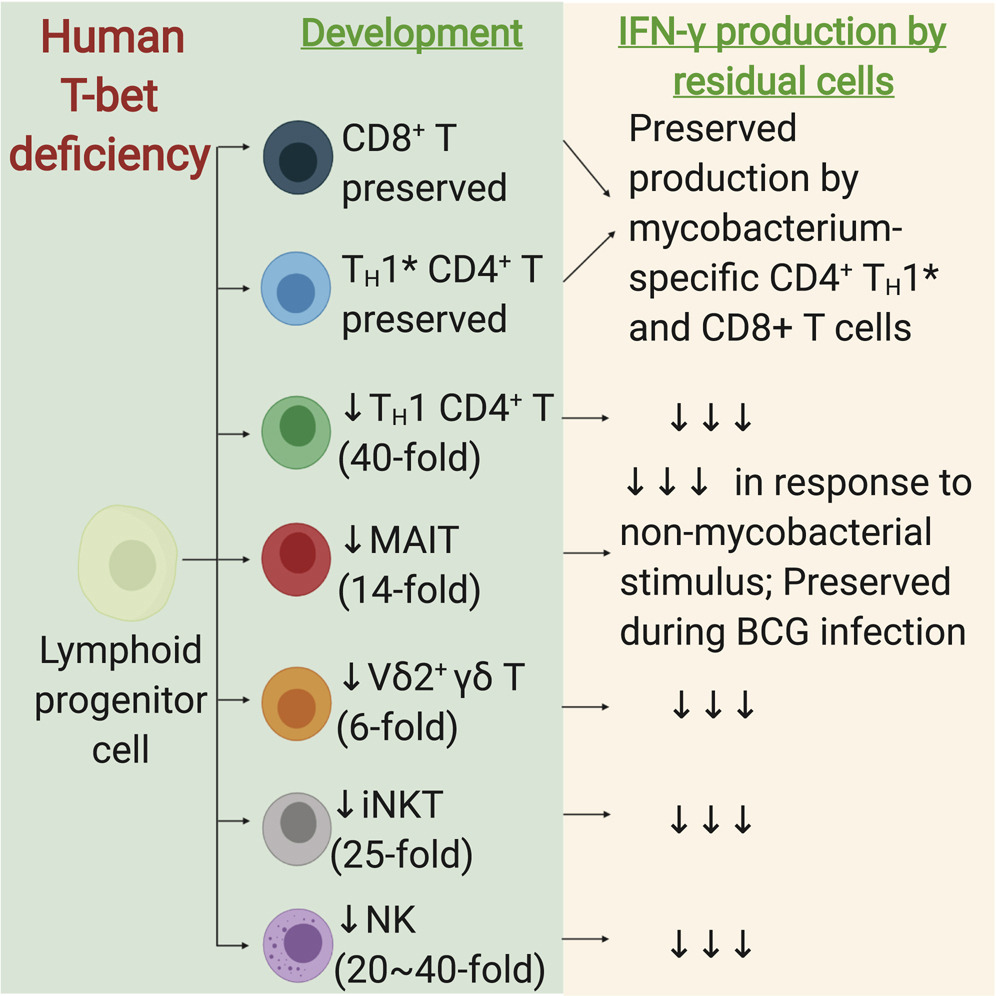 CellCellPress's tweet image. #Human T-bet deficiency underlies #mycobacterial #disease by preventing the development of innate #lymphocytes. Now Online! bit.ly/37MgV1V
