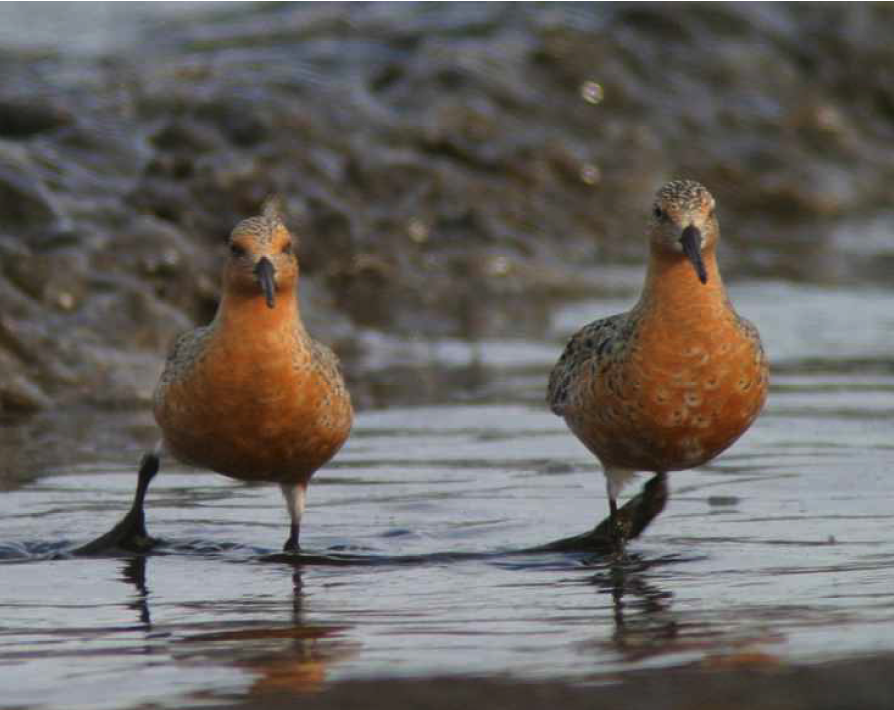 Just released: results from last week's assessment meeting including Beluga Whales, Chinook Salmon, Red Knots, and many more.  bit.ly/3go8wFY  Photo by Christian Artuso @Birds_Manitoba