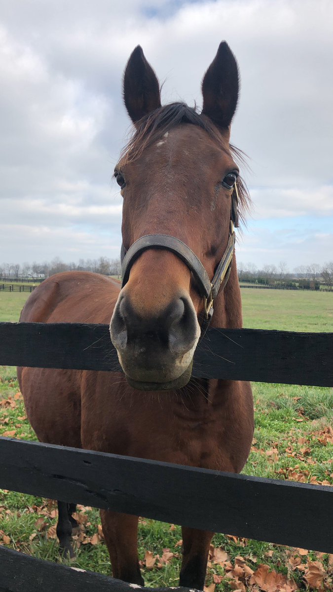 spendthriftfarm's tweet photo. Queen B enjoying her day outside! https://t.co/FCTloTnMen