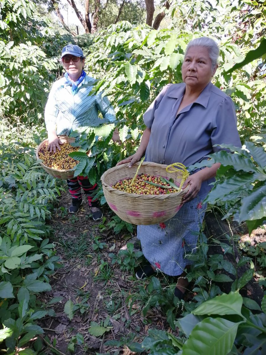ILSenAccion's tweet photo. Reverendas, Concepción Marina Ángel y Margarita Moreno, que junto a un equipo de de nuestra Iglesia Luterana Salvadoreña, entre ellas la Reverenda, Guadalupe Cortez, realizan la corta café en la Finca El Pegadero, a las orilas del lago de Ilopango. Dios les bendiga. https://t.co/Gy8YvyN8H4
