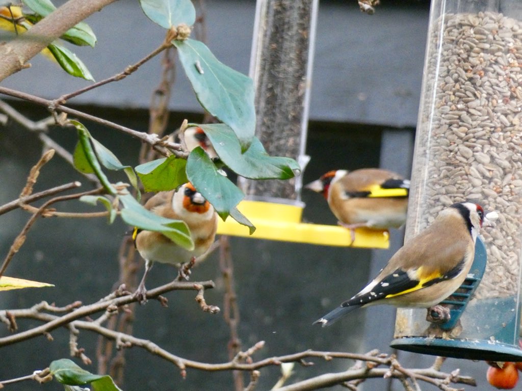 judiththomas4's tweet photo. My garden is so busy with all sorts of birds now, it’s fab, but this week it’s definitely been all about the goldfinches, flapping, flinging and fighting...there’s enough for everyone guys! #wildcardiffhour #notsocharming #cardiff #nature https://t.co/w07mo90EQy