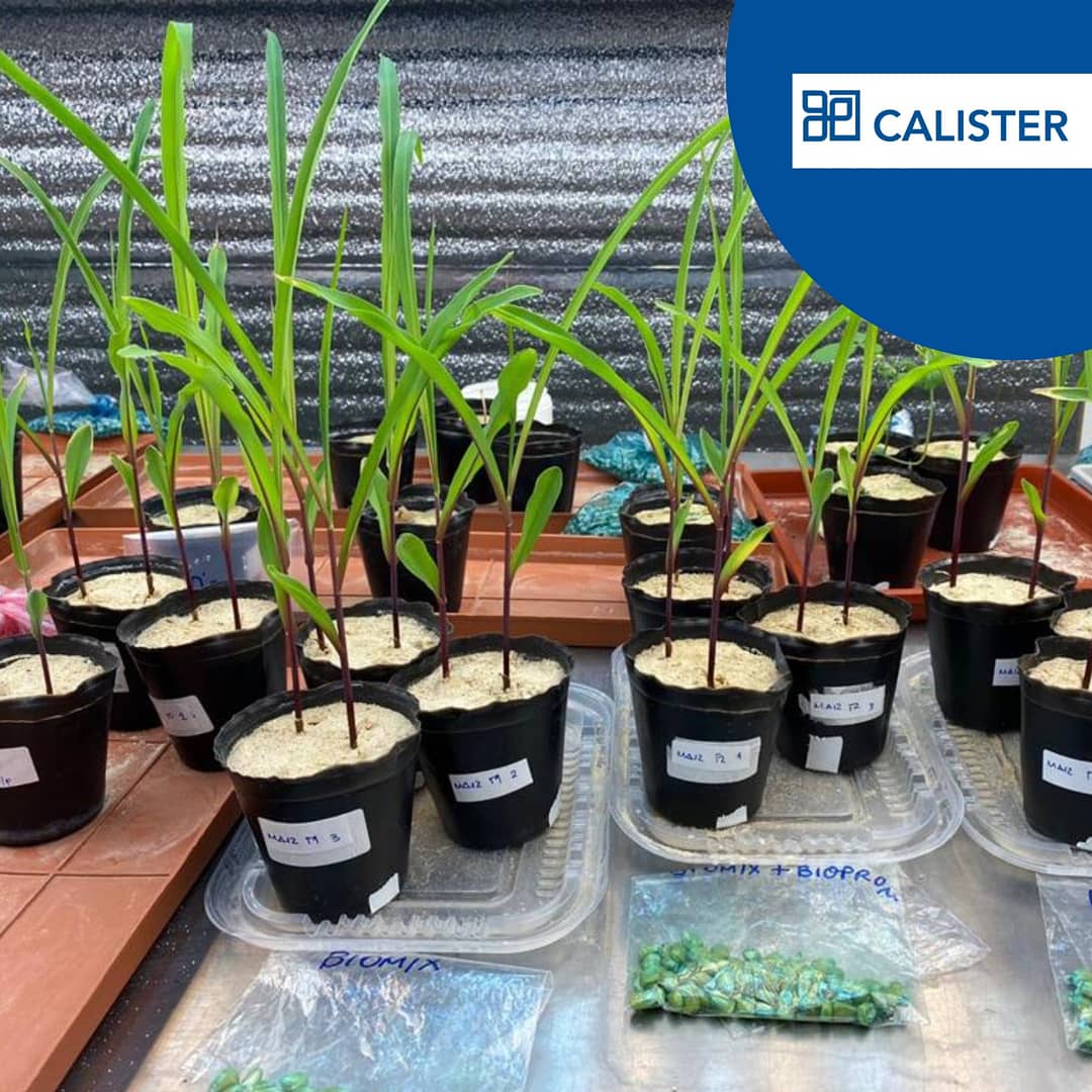 CalisterUruguay's tweet photo. Evaluación de Biomix y Bioprom en tratamientos de semillas de cultivos de Soja, Arroz, Maiz y Sorgo.

Ensayos en cámara de cría con condiciones controladas.
.
.
Ver más: https://t.co/ridlVc1ygp
 
#Bioprom #Biomix #tratamientosdesemillas #cultivodeverano https://t.co/DiuBvQ1xzB