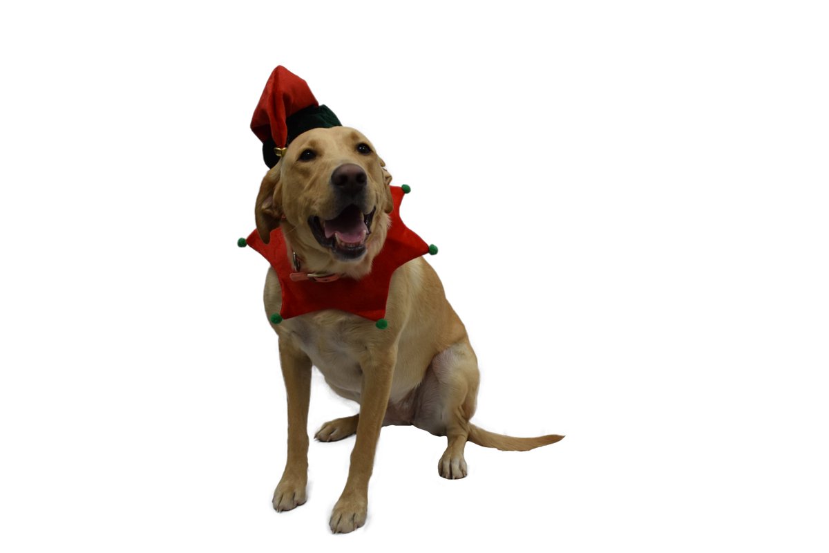Maggie is the sweetest elf in town. #happydogs #officedogs #elf #mansbestfriend #christmas2020 #covidchristmas2020