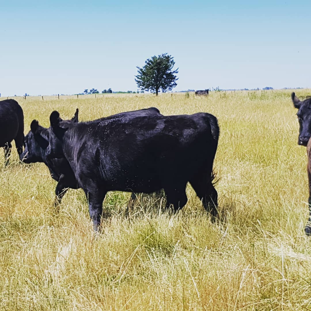 Recorrida de rodeos Angus. Buen estado de las madres y ternerada. Excelente servicio! Muy buenos los potreros a pesar del año seco. A seguir de cerca el trabajo!

#EciaSanPedro #Rauch #Campo #alimentos #Angus