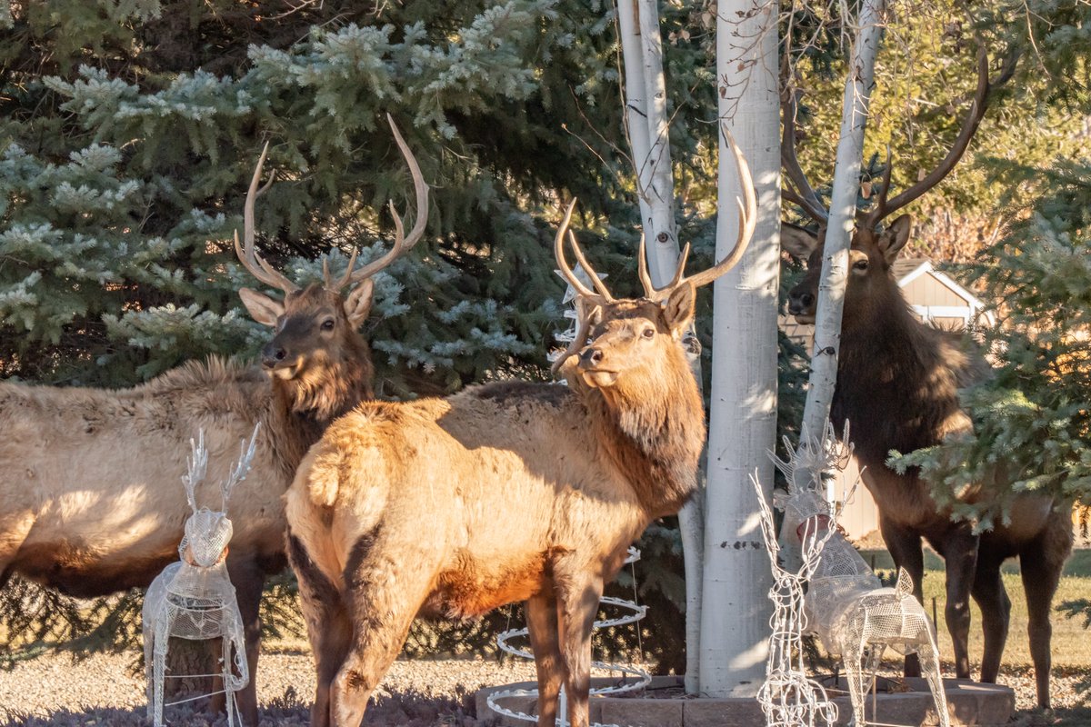 Steve Ferro tweet media