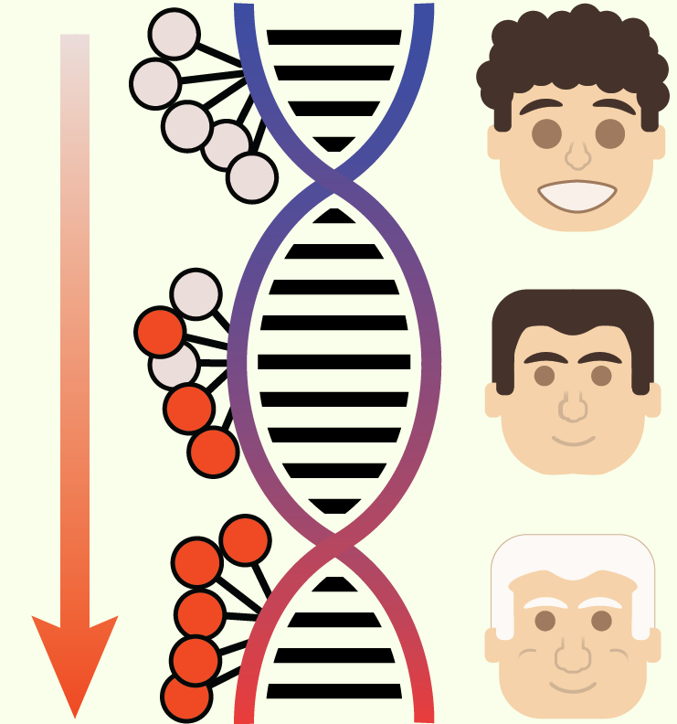 YoungaiApp's tweet photo. https://t.co/v14bMDwxtG scientific team has created DeepMAge — a neural network that can understand if your epigenetics are young or old. Read more: https://t.co/LoJhVh0p6x @Theo_Lotrus 
@biogerontology @AgingBio @Deep_Longevity https://t.co/PhlmP8aiQ8