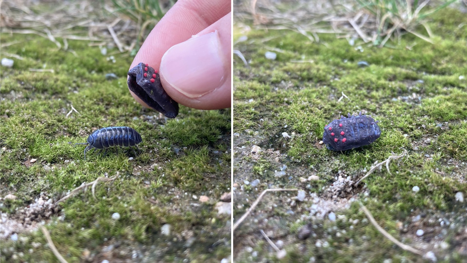 こんにちは 宮崎です シリコン粘土で作った王蟲スーツをダンゴムシに被せてみた これが私の代表作 T Co 1siv85zs2u Twitter