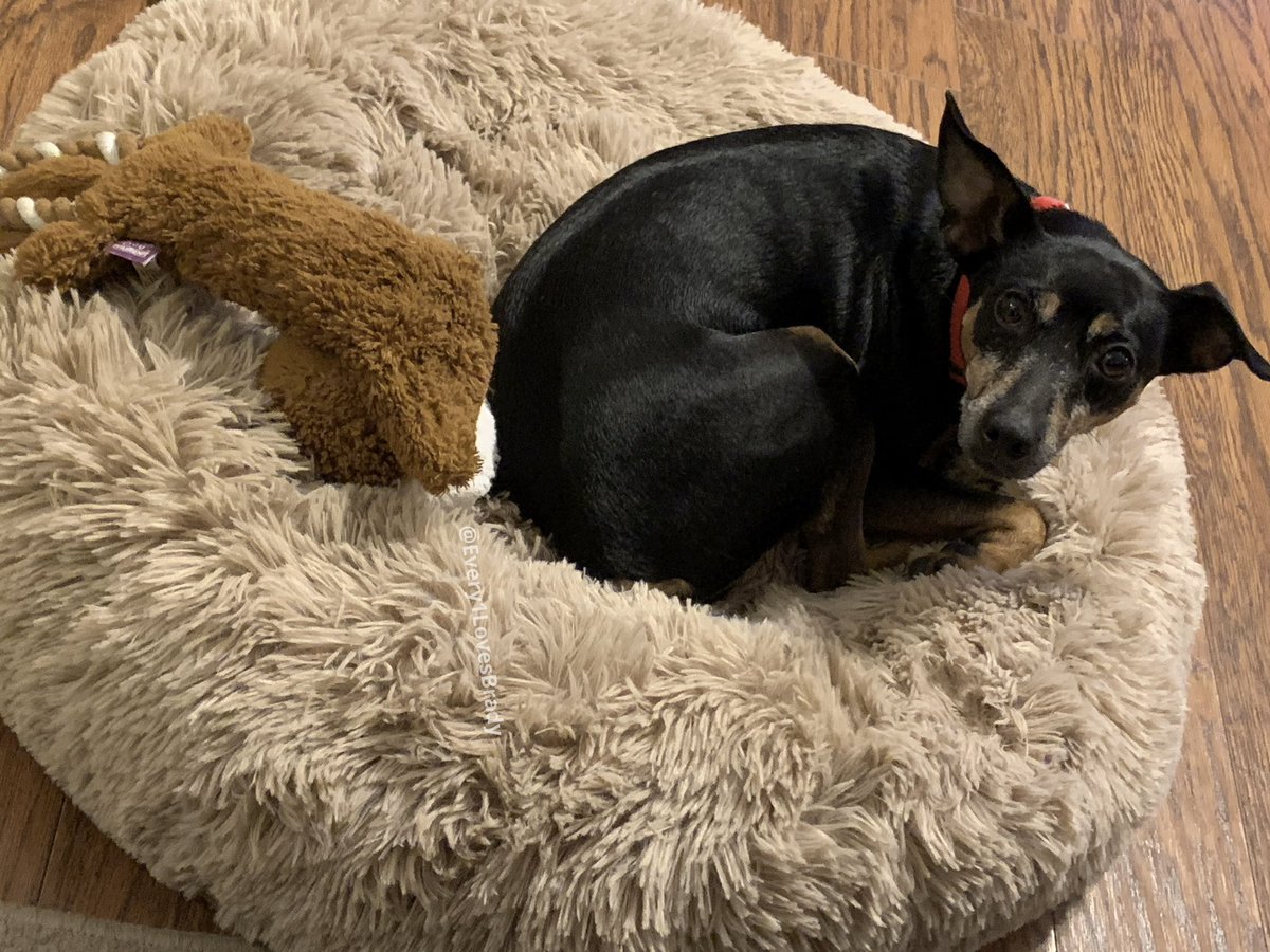 Every1LuvsBrady's tweet photo. Mr. T LOVES his new comfy dog bed!
.
.
.
#MrT #Every1LovesBrady #dogs #dogsofinstagram #rescuedog #adoptdontshop #minipinmix #twinpins #rescuedogsoftwitter #cutedog #happydog #ilovedogs #dogears #sleepydog #tireddog #dogtired #MrTPup #Dogbed #soothingdogbed #comfydog #comfydogbed https://t.co/6IrjsniHX7