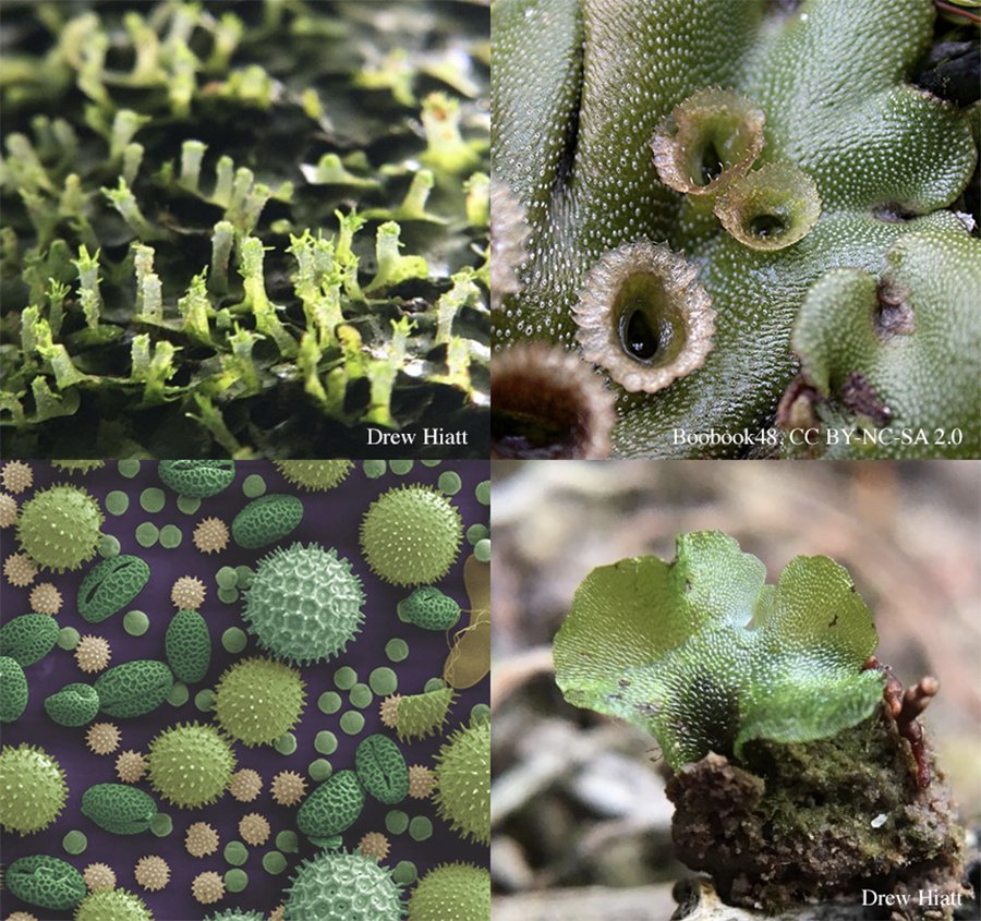 Botanical Society of America (@botanical_) on Twitter photo CALL FOR PAPERS: If your research focuses on #gametophytes, #AppsPlantSci is organizing a special issue on Methodologies in Gametophyte Biology, led by Sally Chambers, <a href="/jerald_pinson/">Jerald Pinson, PhD</a> & @susann_wicke. Submit your proposal by Feb 15! cms.botany.org/file.php?file=β¦ <a href="/wileyplantsci/">Wiley Plant Science</a> @ebsessa CALL FOR PAPERS: If your research focuses on #gametophytes, #AppsPlantSci is organizing a special issue on Methodologies in Gametophyte Biology, led by Sally Chambers, <a href="/jerald_pinson/">Jerald Pinson, PhD</a> & @susann_wicke. Submit your proposal by Feb 15! cms.botany.org/file.php?file=β¦ <a href="/wileyplantsci/">Wiley Plant Science</a> @ebsessa