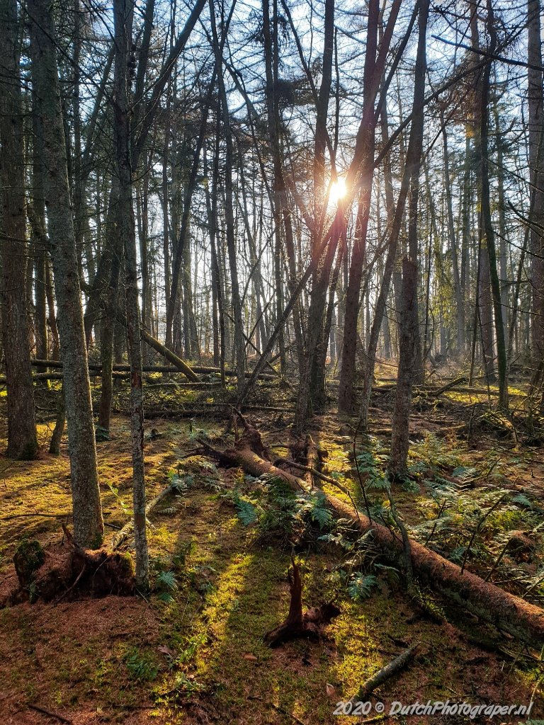 hevestwit's tweet photo. Sprookjesbos 
#mooiedrenthe #bos #sprookje #natuur #wandelen #Drenthe https://t.co/JA7xXPJkZ5