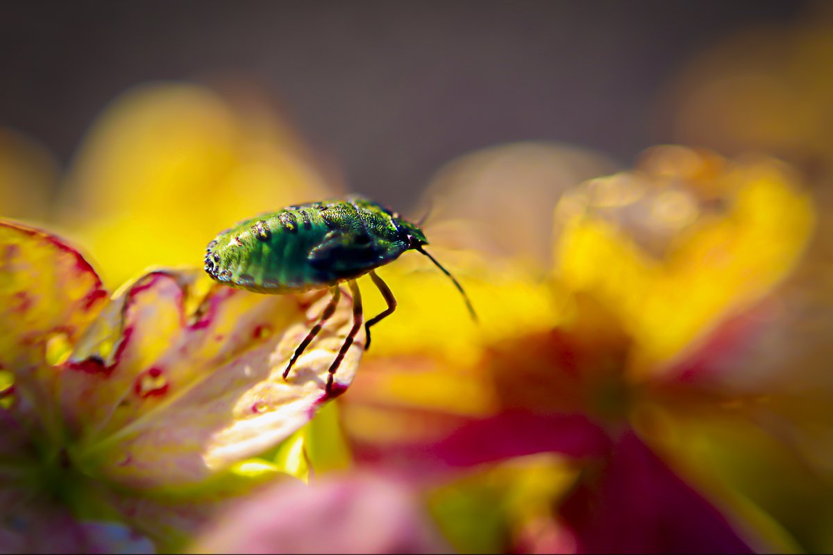 AGShot2's tweet image. 