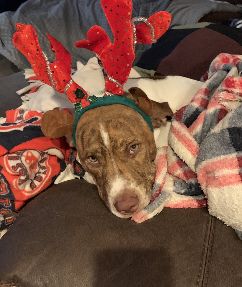 JenniferLMahar's tweet photo. #PetsofACNP #acnp2020 #mypandemicpuppy https://t.co/PEVV41tSLg