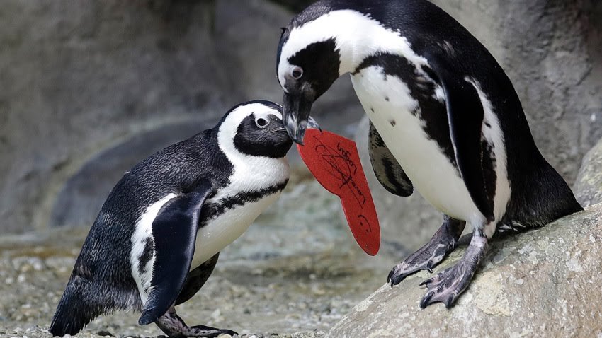 4. As a side note, this isn’t the first time the fellas have resorted to unlawful action: Just last year, the same couple stole an egg from a heterosexual penguin family and faced zero repercussions for doing so. So, emboldened, they tried again this year.  https://www.nbcnews.com/feature/nbc-out/gay-male-penguins-steal-lesbian-couple-s-eggs-dutch-zoo-n1244575