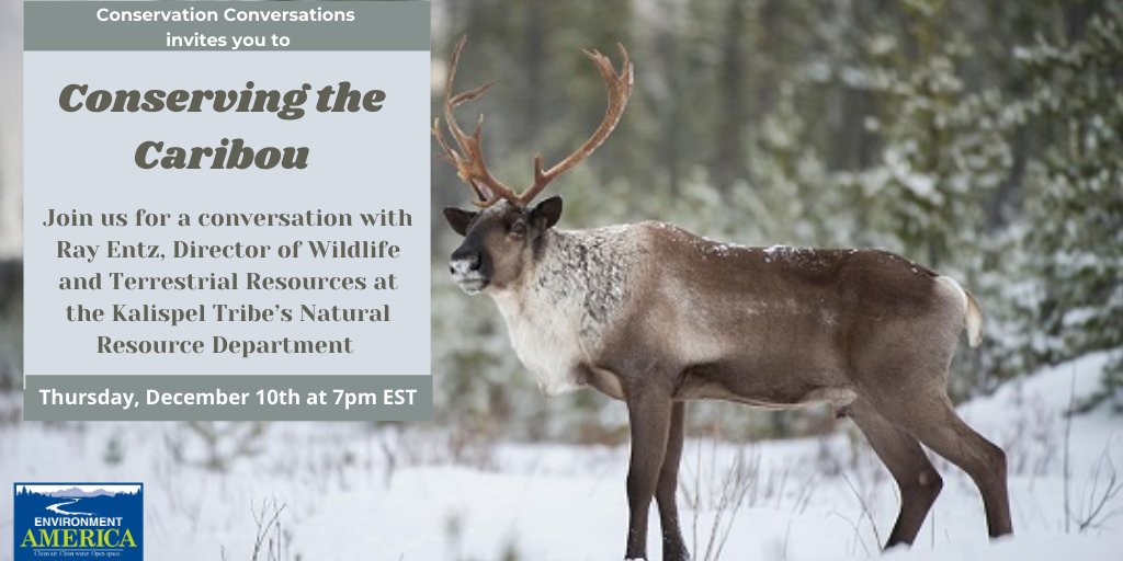 'Tis the season to protect reindeer! Join us on Thursday for #ConservationConversations

environmentamerica.webaction.org/p/salsa/event/…