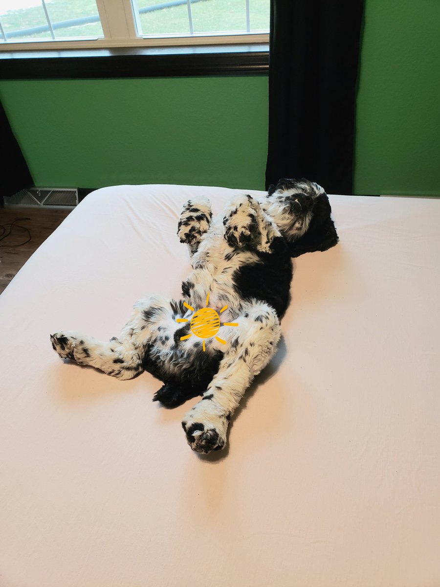 OzzysMom3's tweet photo. I'm helping mom change my hoo-sis's bed sheets. She doesn't seem as appreciative as I'd like! ๐พ #ozzy #momshelper #cockerspaniel https://t.co/NZCwnYGjUk
