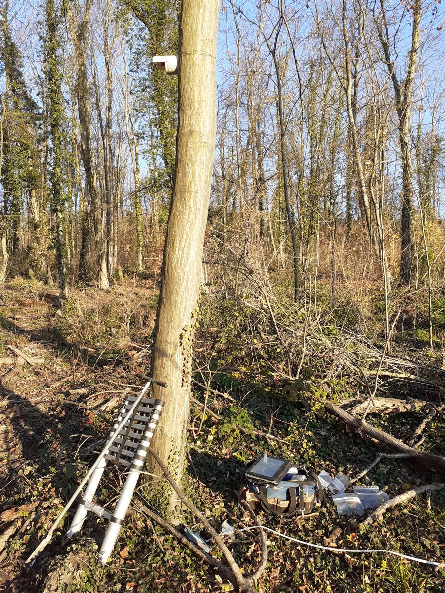 f_spicher's tweet photo. Today field trip near #paris for urban forest climate with @EkoLogIt downloading sensors and search tea bags. Lot of disturbances by wild boar and so many leaves... @Karen_DePauw @PieterDeFrenne 
#microclimate #climatechange https://t.co/3XMcnV8JUX