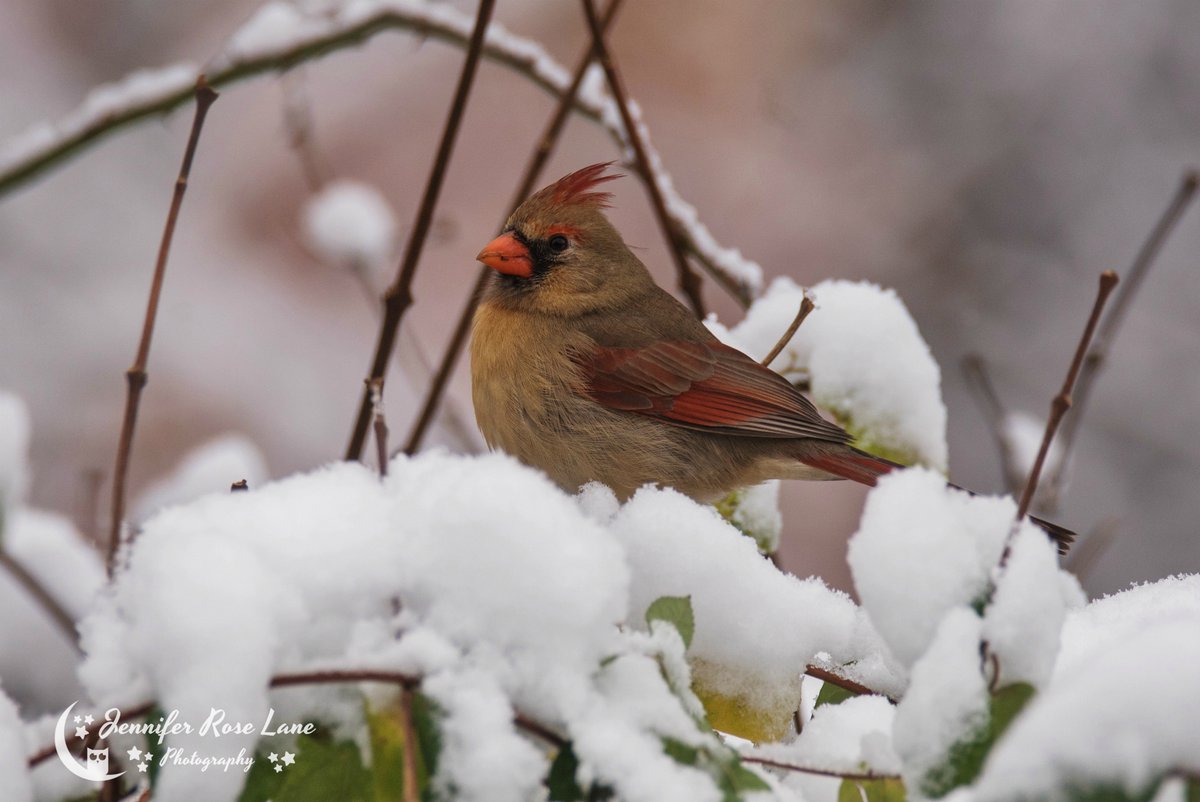 Jens_Starry_Sky's tweet photo. Some of my yard birds in the snow πβοΈ #Cardinal #Bluejay #Chickadee #birds #backyardbirds #birdwatcher #birdwatching #snow #weather #nature #wildlife #WV #WVweather #WVwildlife #WVbirds https://t.co/i4Ftsl5Wxp