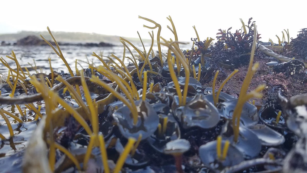 CornishSeaweed's tweet photo. Baby sea spaghetti growing 😍🌱 https://t.co/bxsg2B37F0