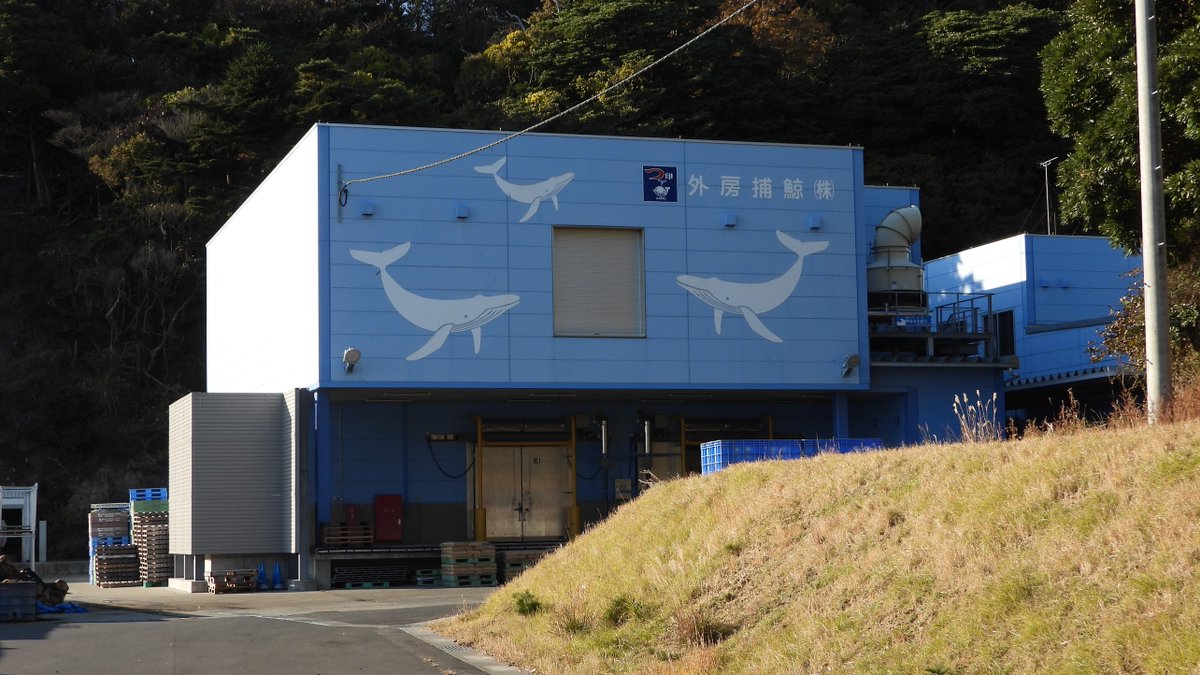 【東北レポ：野ざらしにされた #クジラ】
#小型捕鯨 の会社の #外房捕鯨 #鮎川 出張所。
#ツチクジラ か #ミンククジラ だと思われます。

[Tohoku Survey: Whale Bone]
Ayukawa branch office of '#SotoboWhaling', whaling companies.
It seems to be a #BairdsBeakedWhale or a #Minkewhale.