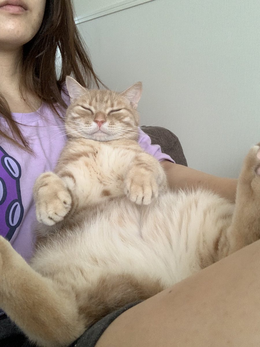 feb_american's tweet photo. #これ見た人は子猫の成長した画像貼れ 

天使から小結へ成長 https://t.co/IPR1YV4sd3