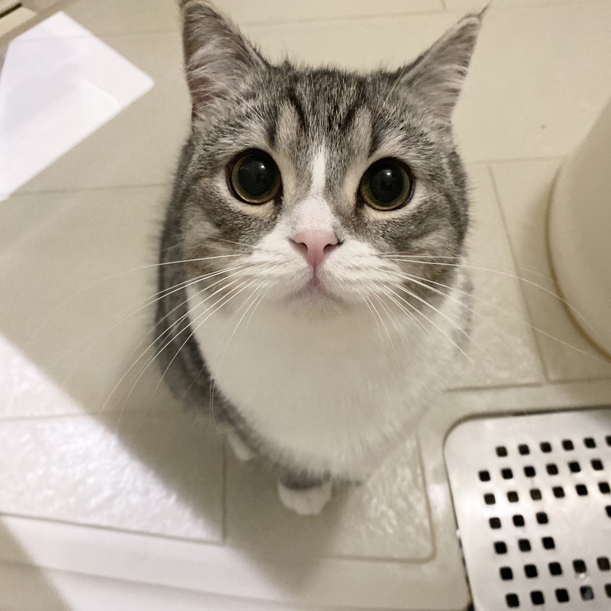 お包みされてご機嫌な赤ちゃん猫さん 天使 クリームパンが いろいろなくるまれ猫さん画像 Togetter お包みされてご機嫌な赤ちゃん猫さん 天使 クリームパンが いろいろなくるまれ猫さん画像 Togetter