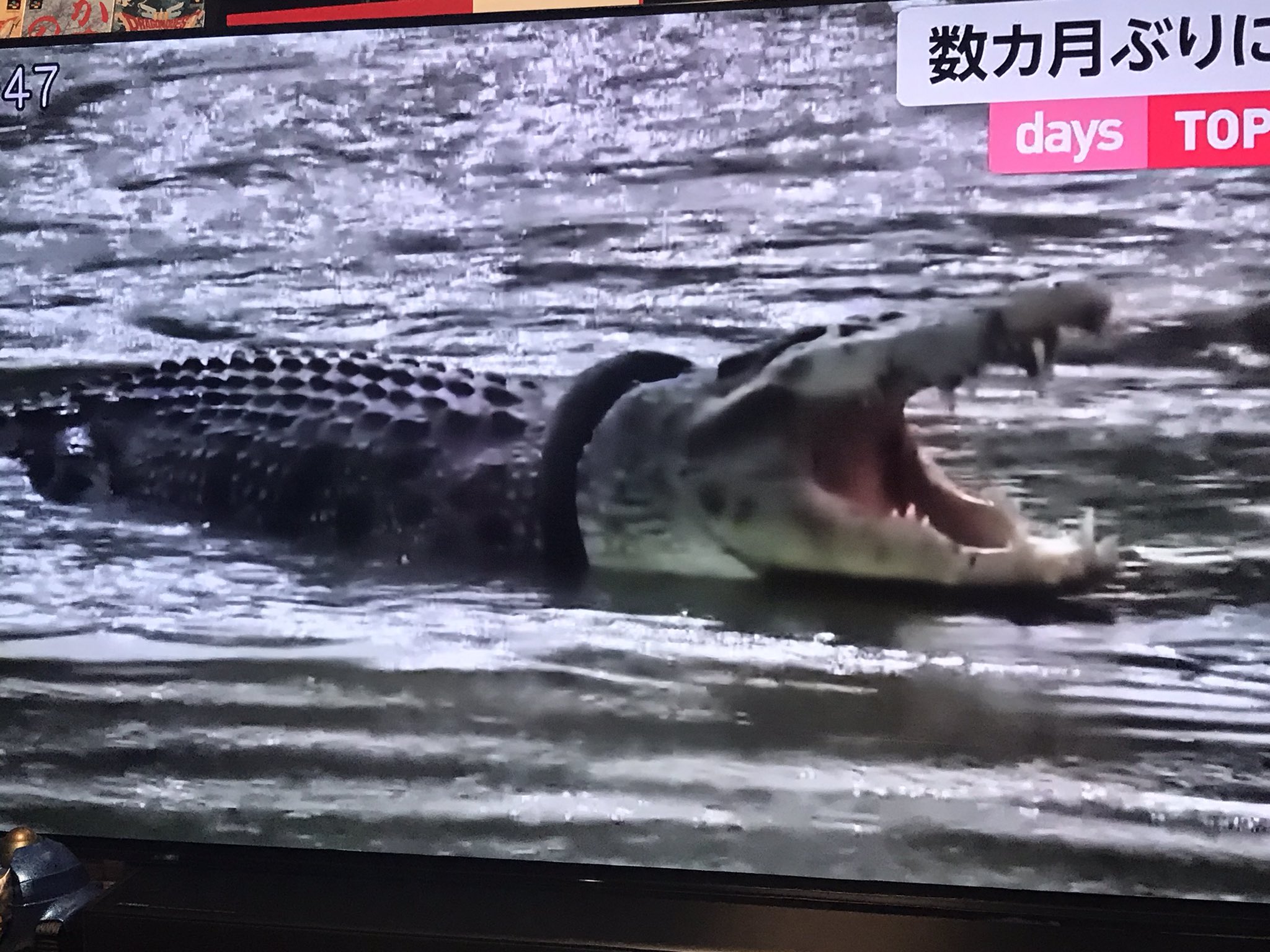 Ryu 久々に現れたタイヤがハマった4mのワニ 首輪外した人には賞金でるそう オーストラリアからきたクロコダイルハンターも無理だったそう 餌になるよなぁww