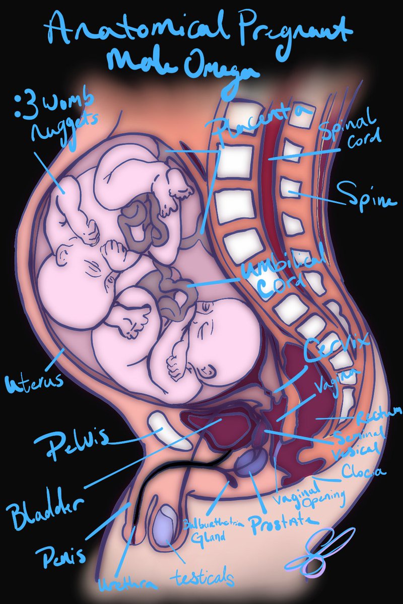 CaptainLilyBug's tweet image. #omegaverse #mpreg #anatomicalmodel #omega #maleomega #Iregretnothing #Alpha #Beta #Referancewasused #babiesarehardtodraw #wombnuggets