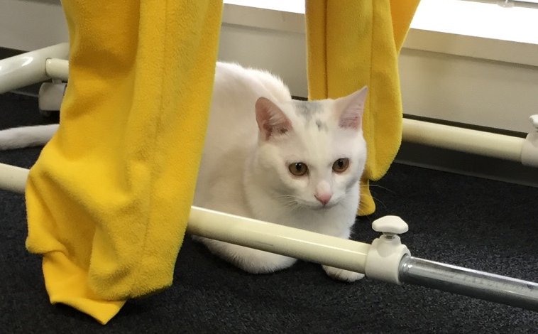ねこ専務秘書 公式 これ見た人は子猫の成長した画像貼れ ねこ専務ダイゴロウ 猫のいる会社 キトゥン キャップが消えて真っ白になりました 貫禄も出ました 5 8