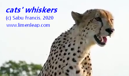 sabufrancis's tweet image. See youtube videos on your desktop without annoying ads.  Save them locally. Search for videos directly. Browse descriptions. Add your own notes. And save search results! Get this now! 

#WindowsUtility #videos 

limenleap.com/CatsWhiskers.z…