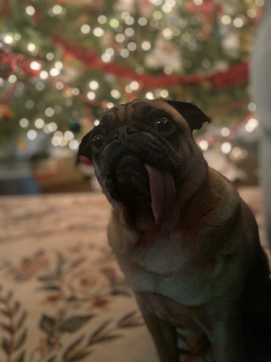 PugKnight's tweet photo. Tree is up. Can’t promise I won’t piss on it 🤭🐾#pug #Christmas2020 #pugchat #dogsoftwitter #Puglover #ChristmasTree https://t.co/jmRHY0AsLM