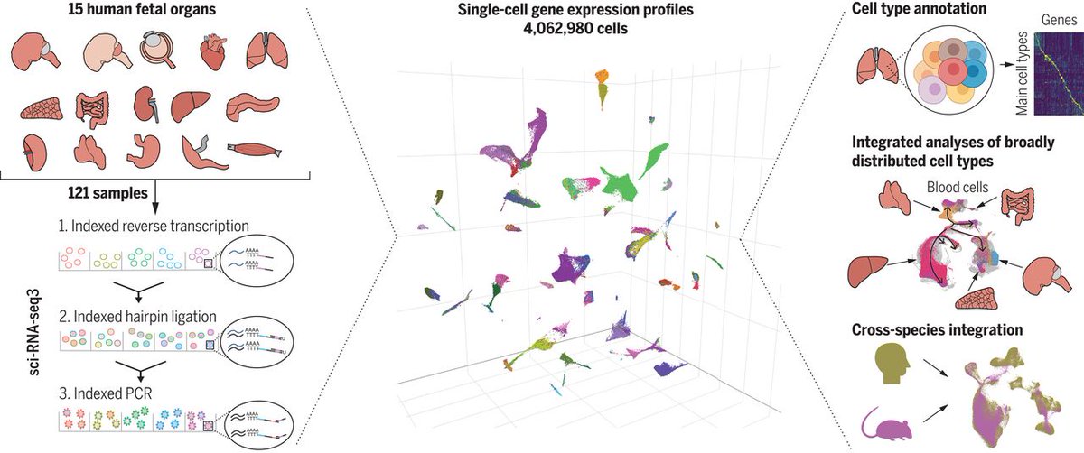 coreyspowell's tweet image. This new genetic atlas is starting to fill in the details of how 1 fertilized egg becomes 15 types of tissue, 77 types of cell, and the 37 trillion cells in total that make up a human being. newsroom.uw.edu/news/molecular…