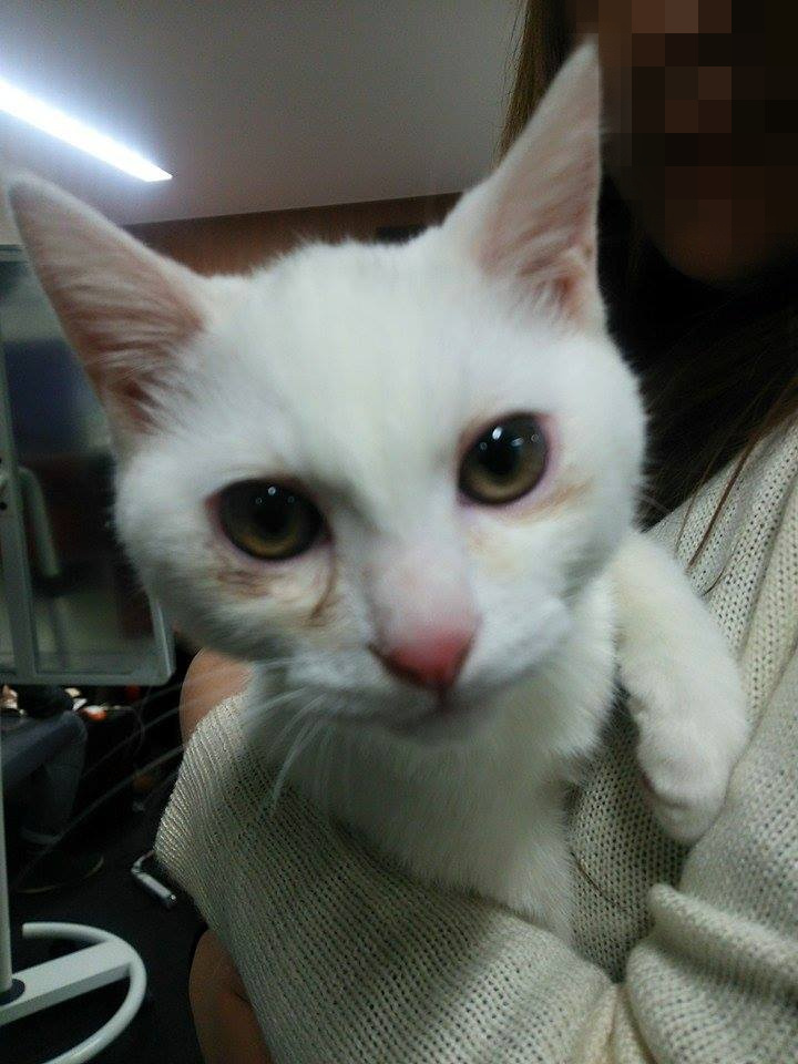 ねこ専務秘書 公式 これ見た人は子猫の成長した画像貼れ ねこ専務ダイゴロウ 猫のいる会社 キトゥン キャップが消えて真っ白になりました 貫禄も出ました 5 8
