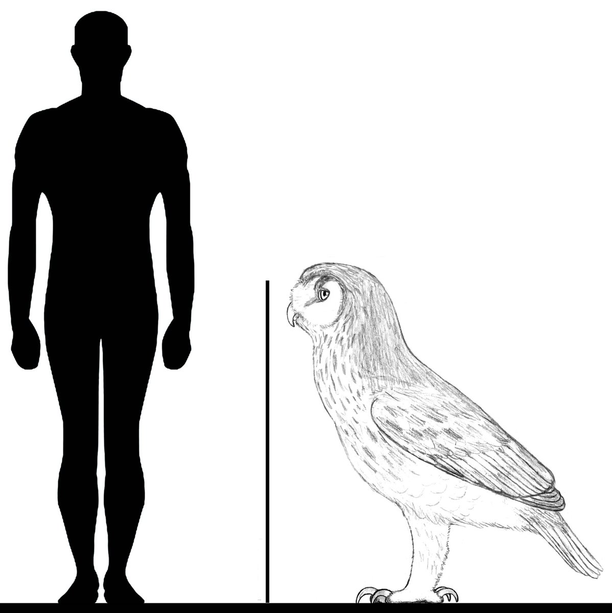 A concept/reference for  @CenoSurvivalRBX of Ornimegalonyx oteroi, a giant apex predatory owl from Pleistocene Cuba. One of the largest owls ever, Ornimegalonyx was an apex predator, hunting large rodents and dwarf ground sloths.