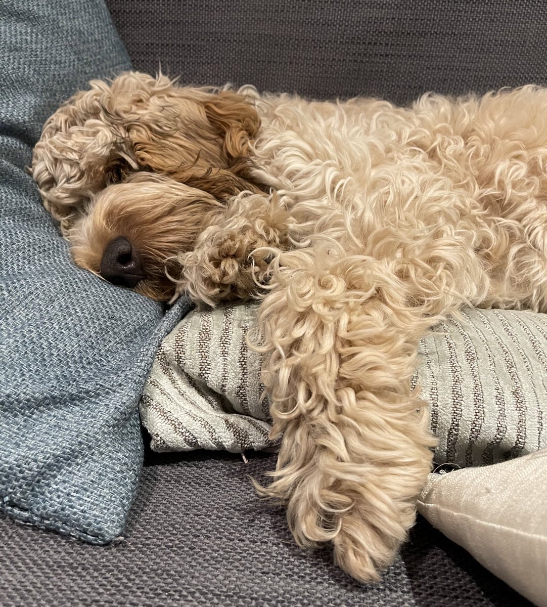 Day 124. Only yoghurt available for my licky mat this morning. Then postman didn’t come even though I waited for him. Humans vacuumed and I wasn’t allowed to chew the nozzle. And no off lead today so no duck poop rolls. Disappointing. Snoozles were good though.  #dogsoftwitter