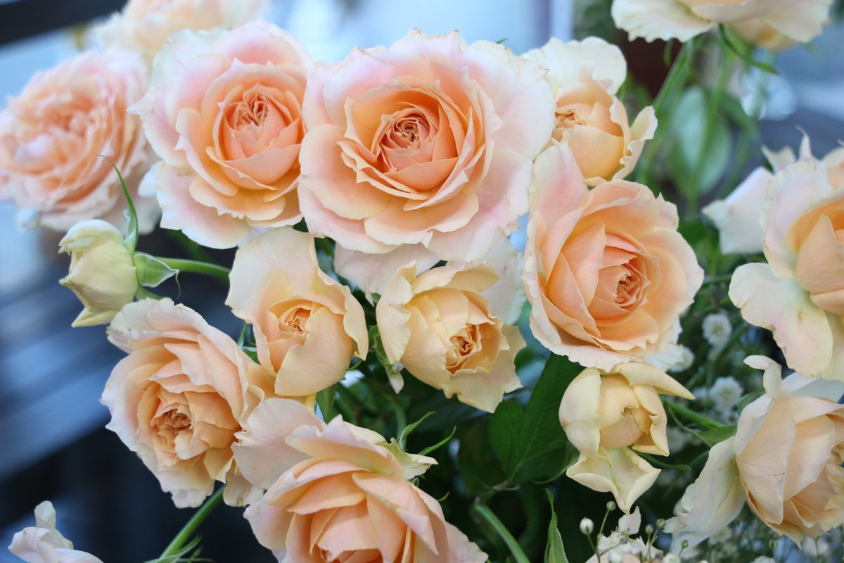 チアガールアプリコット