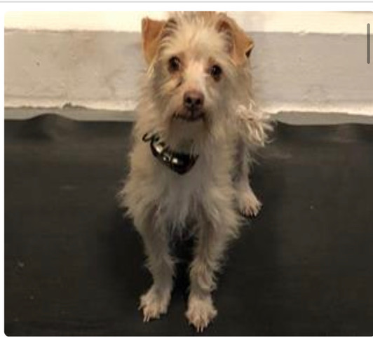 Meet Picasso, a friendly little terrier mix who needs a foster home in the Los Angeles area. He needs to be the only pet for the first ten days of fostering. If you have room for this sweetie, contacts us at foster@muchlove.org. #adopt #rescue #PicassoMuchLove