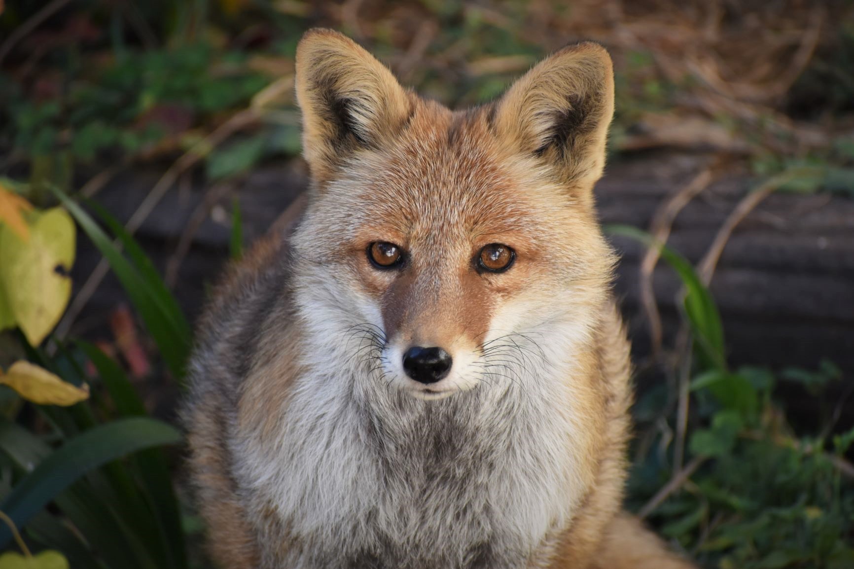名古屋市東山動植物園 瑠璃のスリーショット 東山動植物園 ホンドギツネ キツネ 瑠璃 もふもふ 名古屋 T Co Ujxawk3nrj Twitter