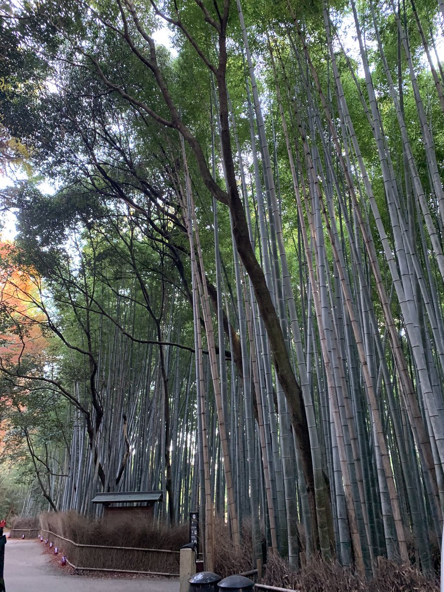 京都レントオール 京都のレンタルショップ على تويتر おはようございます 今日も京都は晴れです 連日設営の２日目です 嵐山の竹林の 静謐な感じはとても好きです 企業公式が毎朝地元の天気を言い合う 嵐山