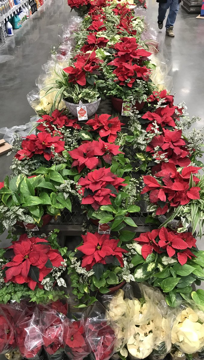 @Lowes Union NJ 1939 has fresh #poinsettias #cinnamonpinecones #mixedplanters #tabletoptrees #farmhousedecor and much more! Ty @alwaysbetunion @PAlborano and team for the #teamwork! @church1230md @timdaleynymetro @plantpartners @MetrolinaGHS @DomFeola